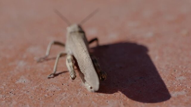close-up of a common field grasshopper (Chorthippus brunneus) in slow motion, opening its colorful forewing.