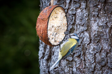 a blue tit on a coconut for birds, at a spring day in the garden © DoreenB. Photography