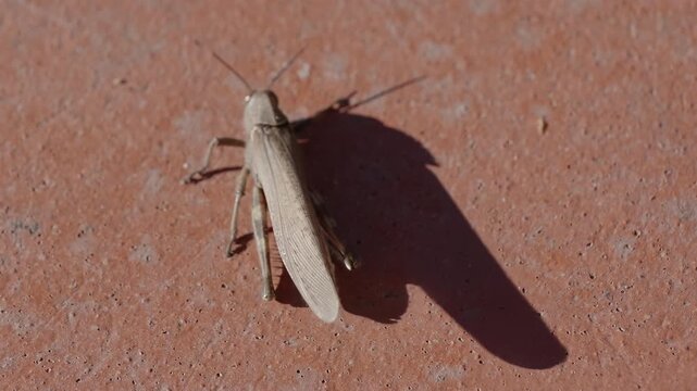 close-up of a common field grasshopper (Chorthippus brunneus) in slow motion, opening its colorful forewing.