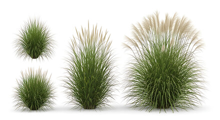 Diverse clumps of ornamental grasses including pampas with feathery plumes isolated on white background