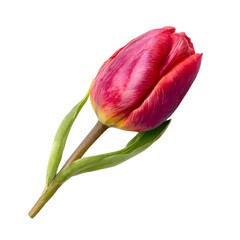 Fototapeta premium Tulip. Beautiful flower on a neutral transparent background. Popular natural background, flora, object. For designers, marketers.