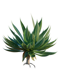 Fototapeta premium Agave Attenuata tree, elevation, front view, cutout, transparent background, isolate, Agave Americana Plant with Detailed Roots, Succulent, Tropical, Botanical, Green Leaves