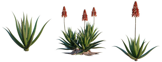 Aloe barbadensis tree, elevation, front view, cutout, transparent background, isolate, Agave plant close-up, desert flora, succulent, botanical illustration, detailed texture, nature © KP Stock