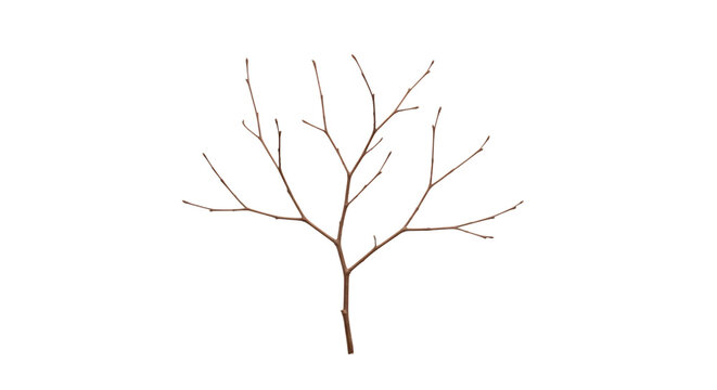 Bare Tree Branches Against White  isolated on transparent background	