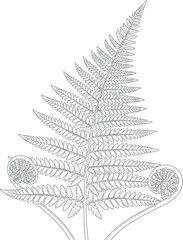 Detailed black and white line art illustration of a mature fern frond displaying two tightly coiled fiddleheads at the base © shazaib