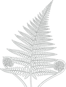 Detailed black and white line art illustration of a mature fern frond displaying two tightly coiled fiddleheads at the base