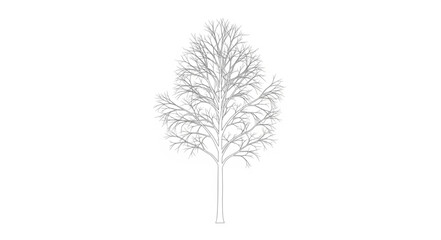 Obraz premium Detailed Illustration of a Tree with Bare Branches.
