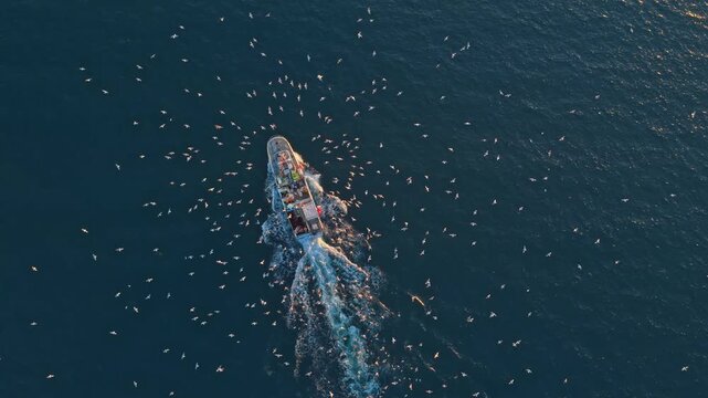 Fishing trawler followed by a flock of seagulls at sea
