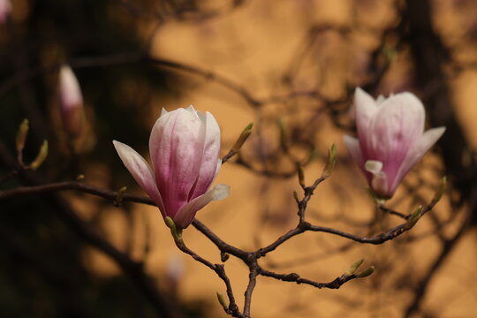 fiori rosa di magnolia in un giardino a marzo