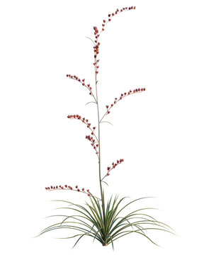 Hesperaloe parviflora tree, elevation, front view, cutout, transparent background, isolate, Realistic grassy field with slender stems and vibrant green foliage, scenic landscape.