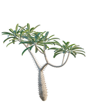 Pachypodium geayi tree, elevation, front view, cutout, transparent background, isolate, Unique Euphorbia Obesa Succulent Plant, Close-Up, Detailed Texture and Shape, Nature