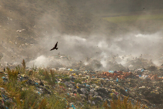 Garbage dump and birds