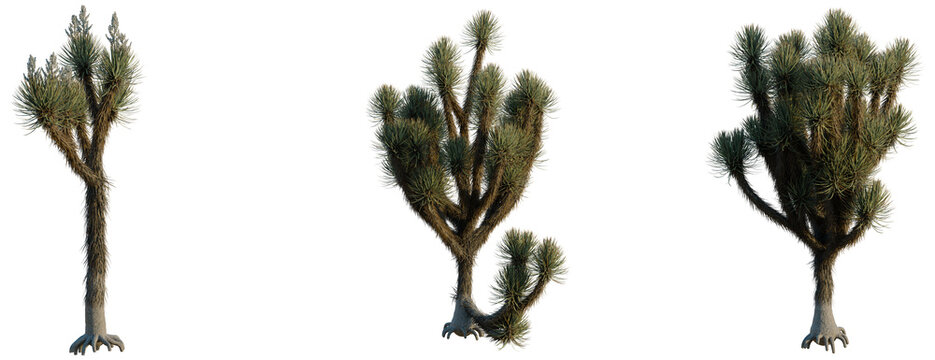 Yucca brevifolia tree, elevation, front view, cutout, transparent background, isolate, Detailed bonsai pine tree with intricate root system, perfect for nature and botanical themed designs.