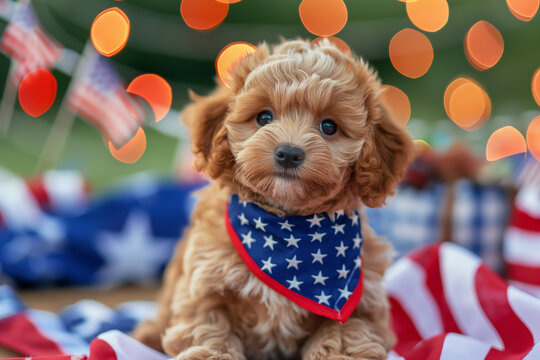Adorable mini golden doodle puppy with a starred kerchief of American flag in the Independence Day background. dog safety image. 4th of July.