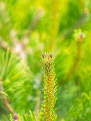 Green small pine trees with fresh shoots in spring or summer