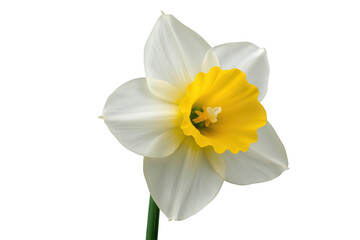 Fototapeta premium Daffodil flower blooming with white petals and yellow trumpet, a symbol of spring and rebirth, transparent background
