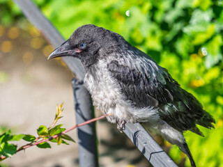 Obraz premium A crow chick, a small crow has fallen out of its nest and is sitting scared on a branch near the ground.