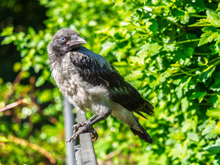 Obraz premium A crow chick, a small crow has fallen out of its nest and is sitting scared on a branch near the ground.