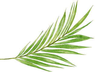 Isolated Tropical Green Palm leaf for ramadan and eid element and ketupat. Summer tropical leaf filler foliage.  Green palm leaf the catholic symbol for Palm Sunday on holy week before easter. © Clara