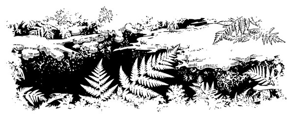 Horizontal panorama of dense forest floor vegetation with ferns and tropical leaves © Cristiano