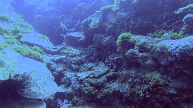 Slow motion of an Adult Emperor angelfish Curious swimming close up To the camera fast turn to hide under coral reefs with a Yellow Longnose Butterflyfish 
in the deep blue sea ocean salt water while 