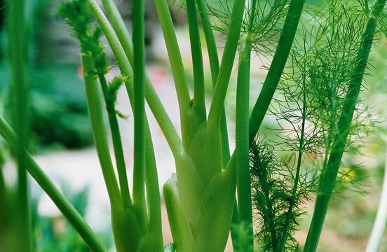 Foeniculum vulgare - Fennel Stem Close-up 
