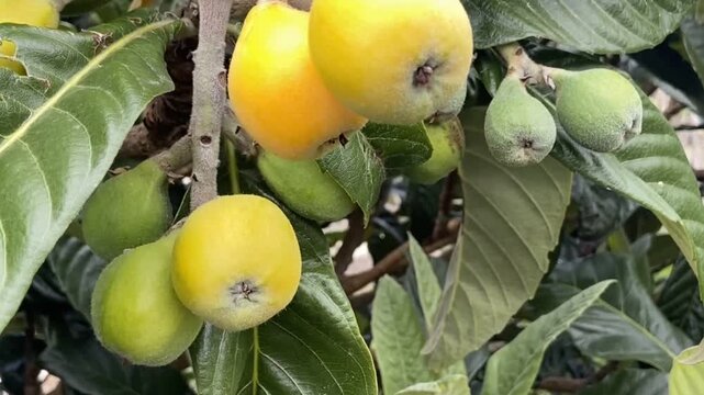 Close up Nispero fruits ripening on the tree, also known as Japanese Loquat or Eriobotrya japonica  in the garden of  Tenerife,Canary Islands, Spain,4K.