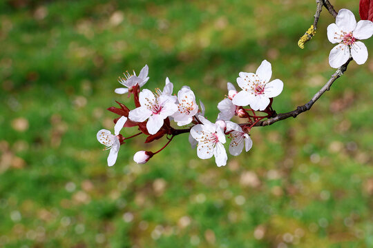 Beautiful cherry plum in bloom in close-up. White blossom of Prunus.