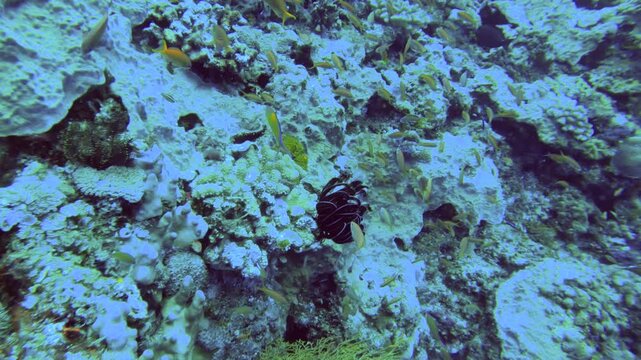  look out of a eco rich marine system with Redcheek Anthias the Green Anthias or Threadfin Anthias  Comb Wrasse Whitetail Chromis damsel fish Whitetail Dascyllus  Coral Hind Coral Rockcod or Vermillio