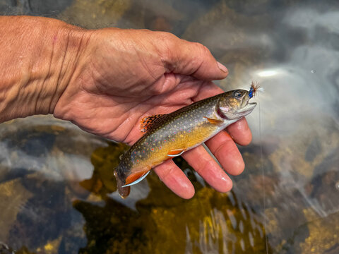 A small brook trout caught and released in a high mountain stream in Wyoming's backcountry.