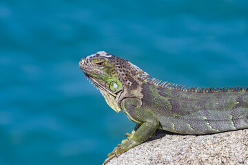Fototapeta premium Close up view of a green iguana lizard, or American iguana, on a rock with the sea in the background.
