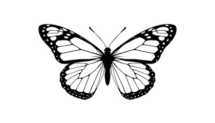 Obraz premium Beautiful butterfly with delicate wings and intricate details