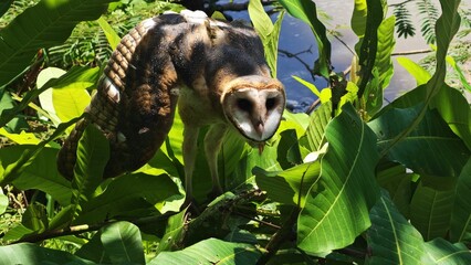 Obraz premium tiger in the jungle