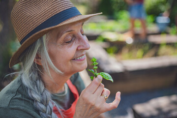 Older farmer holding herb outdoors at community garden.