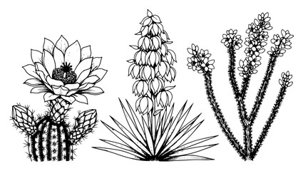 Set of hand drawn desert plants including cacti and blooming yucca flowers © Cristiano