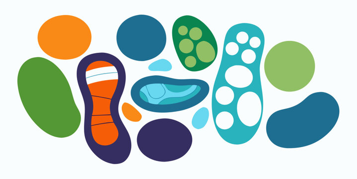 Orthopedic forefoot pads and metatarsal support cushions for foot pain relief and shoe comfort flat vector illustration