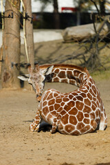 Obraz premium A giraffe sits in a park against the backdrop of a zebra