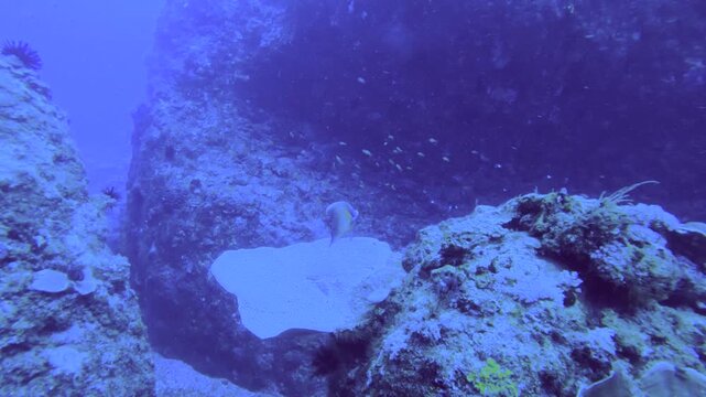 slow motion view to valley of coral reefs with school of Redcheek Anthias the Green Anthias or Threadfin Anthias and various coral and Semicircle angelfish while scuba diving in the deep ocean sea sal