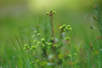 Fototapeta premium Green pine tree new sprouts
