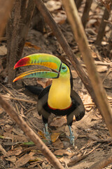 Keel-billed toucan walking on forest floor among dry branches and leaves © Daniel