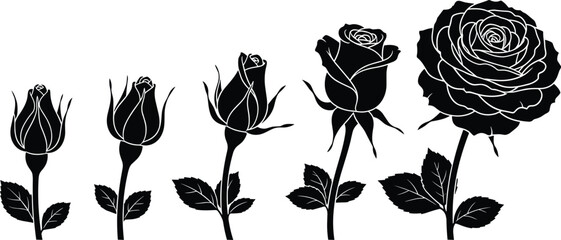 Silhouettes of rose flower blooming stages from bud to full blossom showing natural growth development and botanical beauty for floral decorative and educational themes © IconicCreations