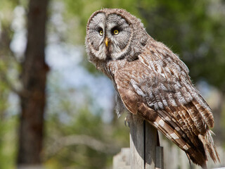 Fototapeta premium Great grey owl perched on wooden post in forest habitat