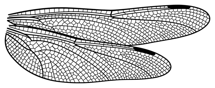 Detailed vector illustration of dragonfly wings with intricate biological cell patterns