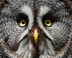 Great grey owl portrait with intense yellow eyes wildlife bird close up without background © denisapro