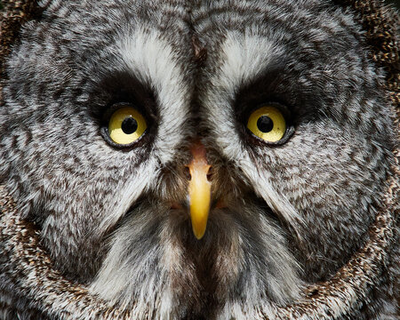 Great grey owl portrait with intense yellow eyes wildlife bird close up without background
