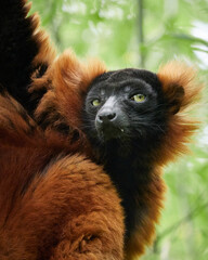 Red ruffed lemur sitting in tree with green tropical background vertical © denisapro