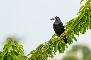 Gawron siedzący na gałęzi drzewa owocowego na tle jasnego nieba. Portret ptaka z rodziny krukowatych w naturalnym środowisku. Dzika przyroda, ornitologia i ekologia w mieście. © Henryk Niestrój