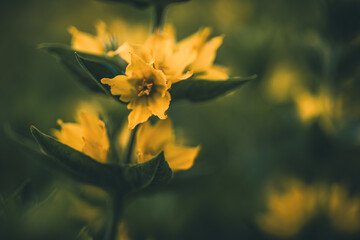 Zbliżenie na żółty kwiat tojeści kropkowanej (Lysimachia) w nastrojowym, ciemnym stylu. Makro fotografia przyrody, artystyczne rozmycie tła i ciepłe barwy lata w ogrodzie.