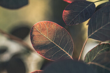 Zbliżenie na liść perukowca pod światło z wyraźnym użyłkowaniem. Jesienne barwy, tekstura natury i miękkie tło bokeh. Idealne do projektów przyrodniczych, ekologicznych i jako tło. © Henryk Niestrój