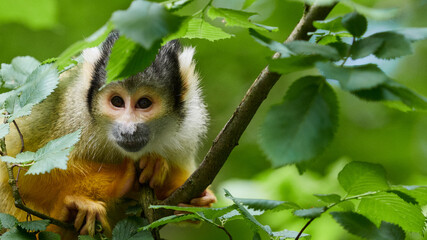 Obraz premium Squirrel monkey sitting on tree branch in green forest foliage
